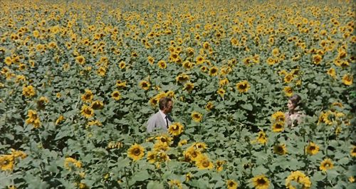 Sophia Loren and Gunars Cilinskis in Sunflower (1970)