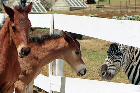 Frankie Ryan Manriquez, Jansen Panettiere, and Kyle Alcazar in Racing Stripes (2005)