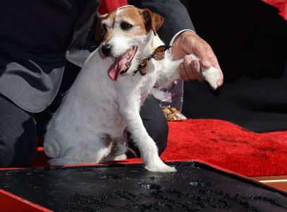 Omar Von Muller and Uggie at an event for The Artist (2011)