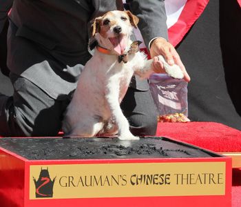 Omar Von Muller and Uggie at an event for The Artist (2011)