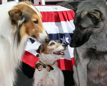 Lassie, Rin Tin Tin II, and Uggie at an event for The Artist (2011)