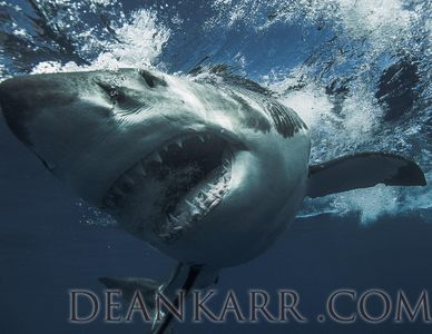 White Shark Isla de Guadalupe, Mexico