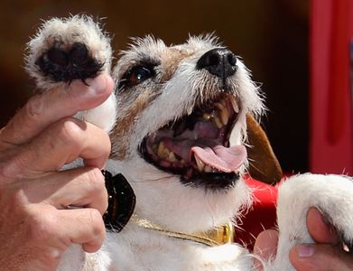 Omar Von Muller and Uggie at an event for The Artist (2011)