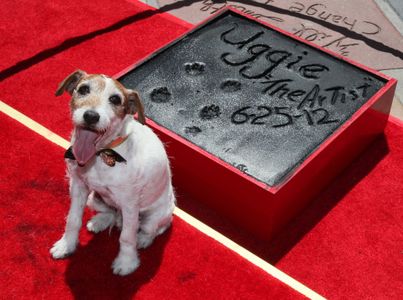 Uggie at an event for The Artist (2011)