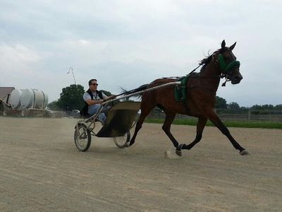 STANDARDBREDS.. EVERYONE SHOULD DRIVE ONE...