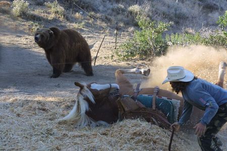 Laying Thunder Horse down 15 feet from Ursula Bear! Amazing Animals!!!!