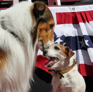 Lassie and Uggie at an event for The Artist (2011)