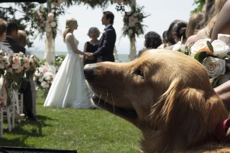 Milo Ventimiglia, Amanda Seyfried, and Butler in The Art of Racing in the Rain (2019)