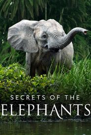 Secrets of the Elephants