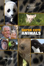 Super Cute Animals