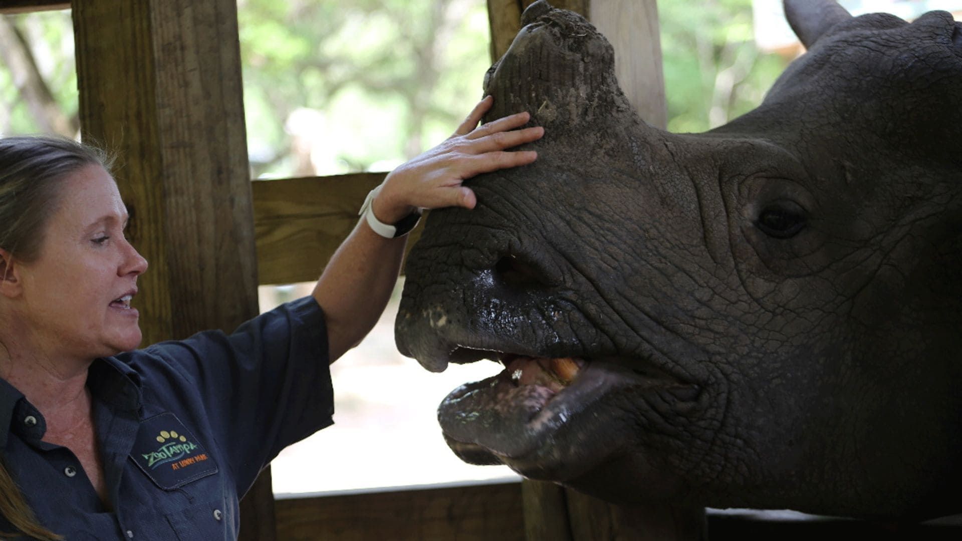 Secrets of the Zoo: Tampa background