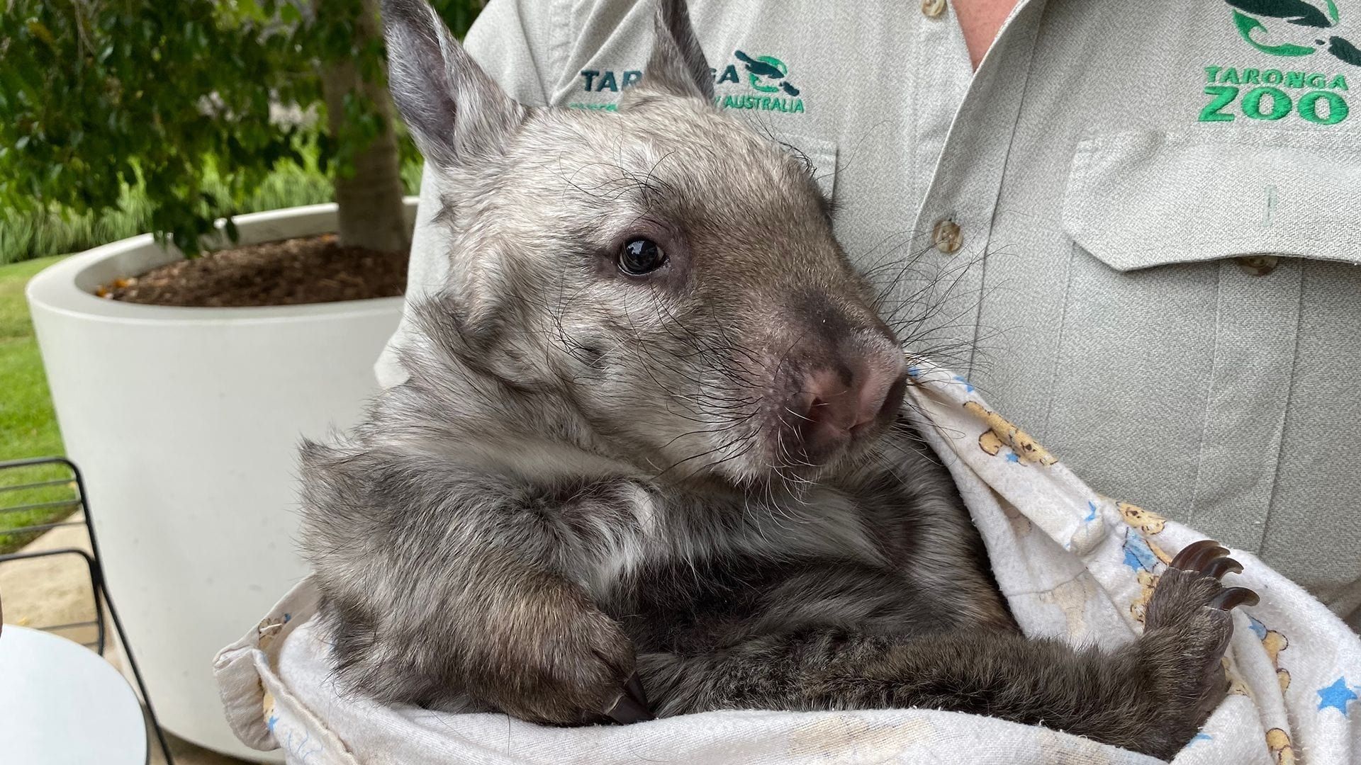 Secrets of the Zoo: Down Under background