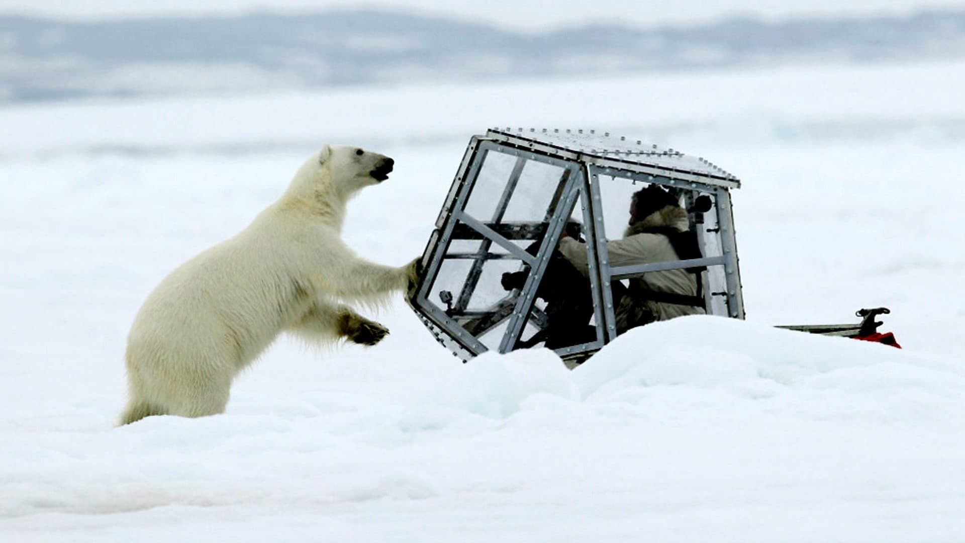 The Polar Bear Family and Me background