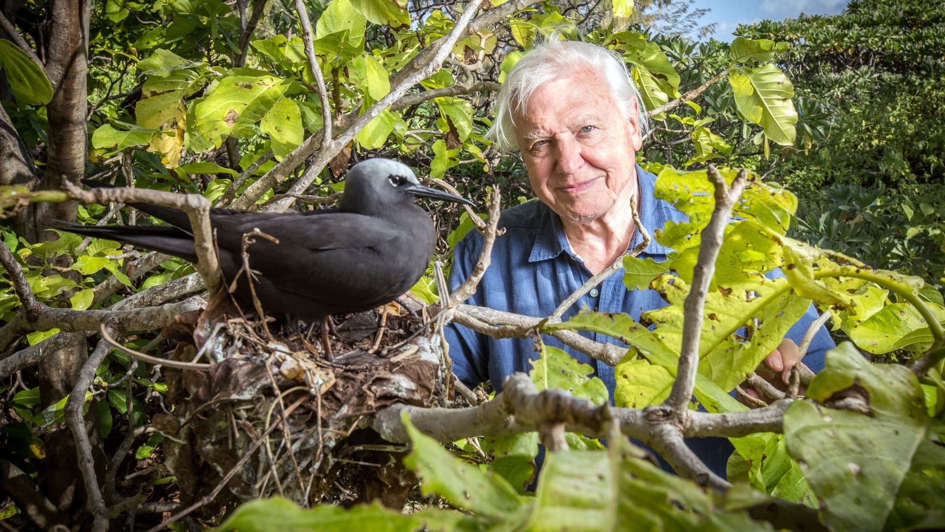 Great Barrier Reef with David Attenborough background