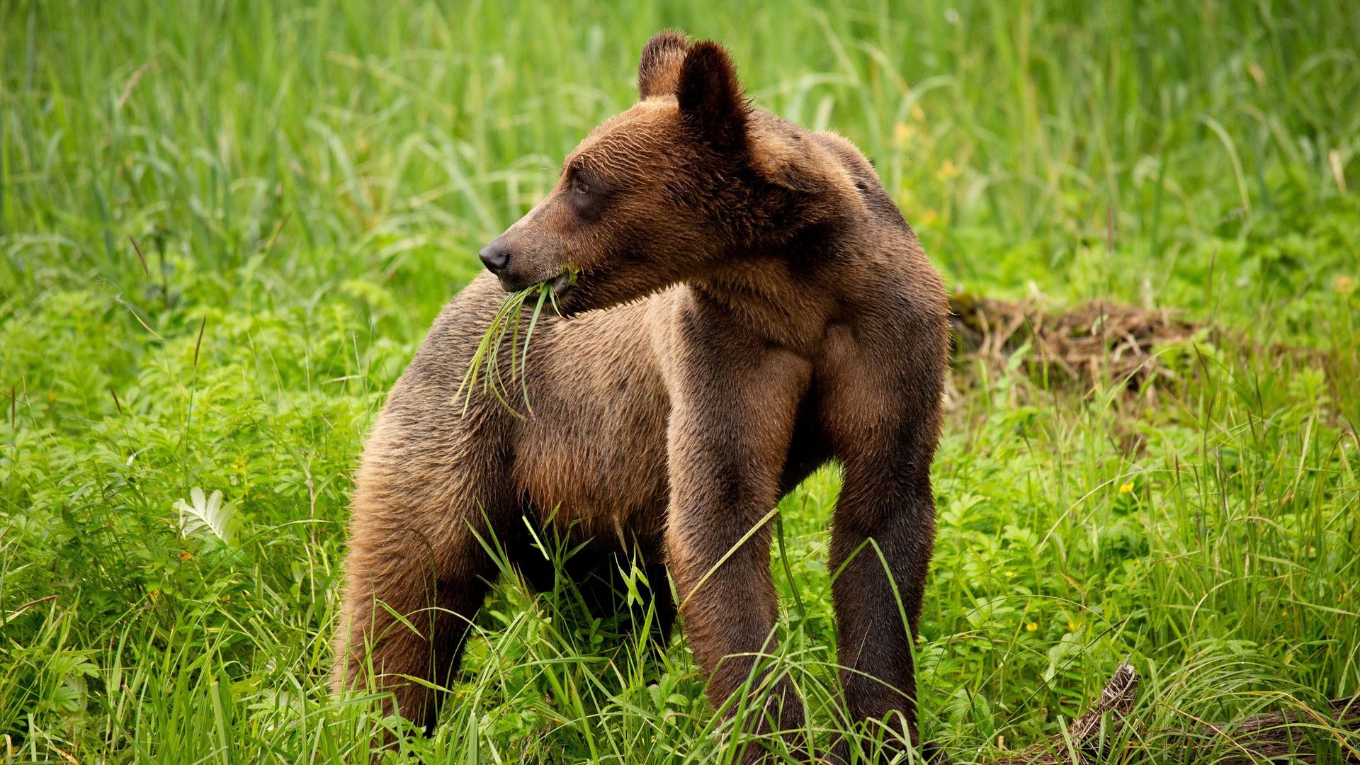 Growing Up Animal background