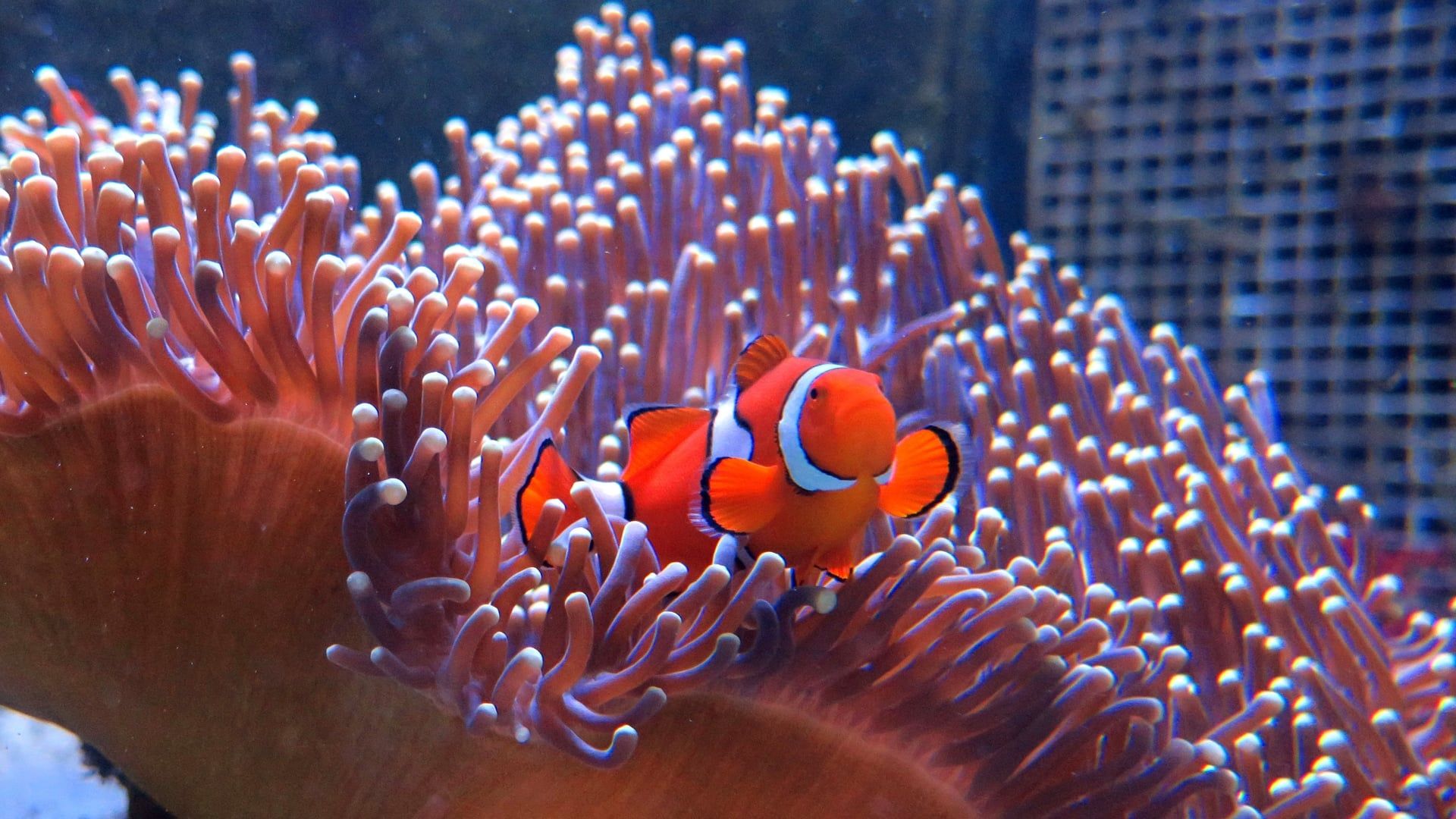 Great Barrier Reef with David Attenborough background