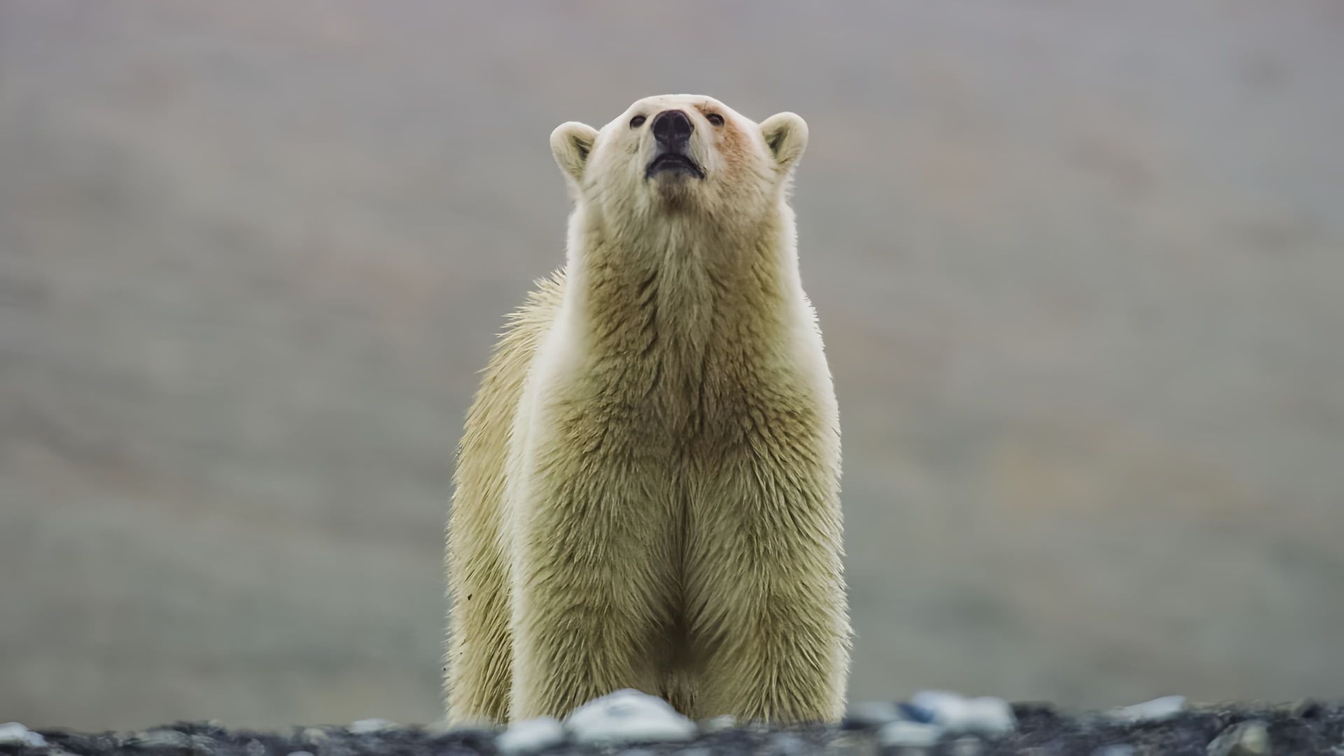 Frozen Planet II background