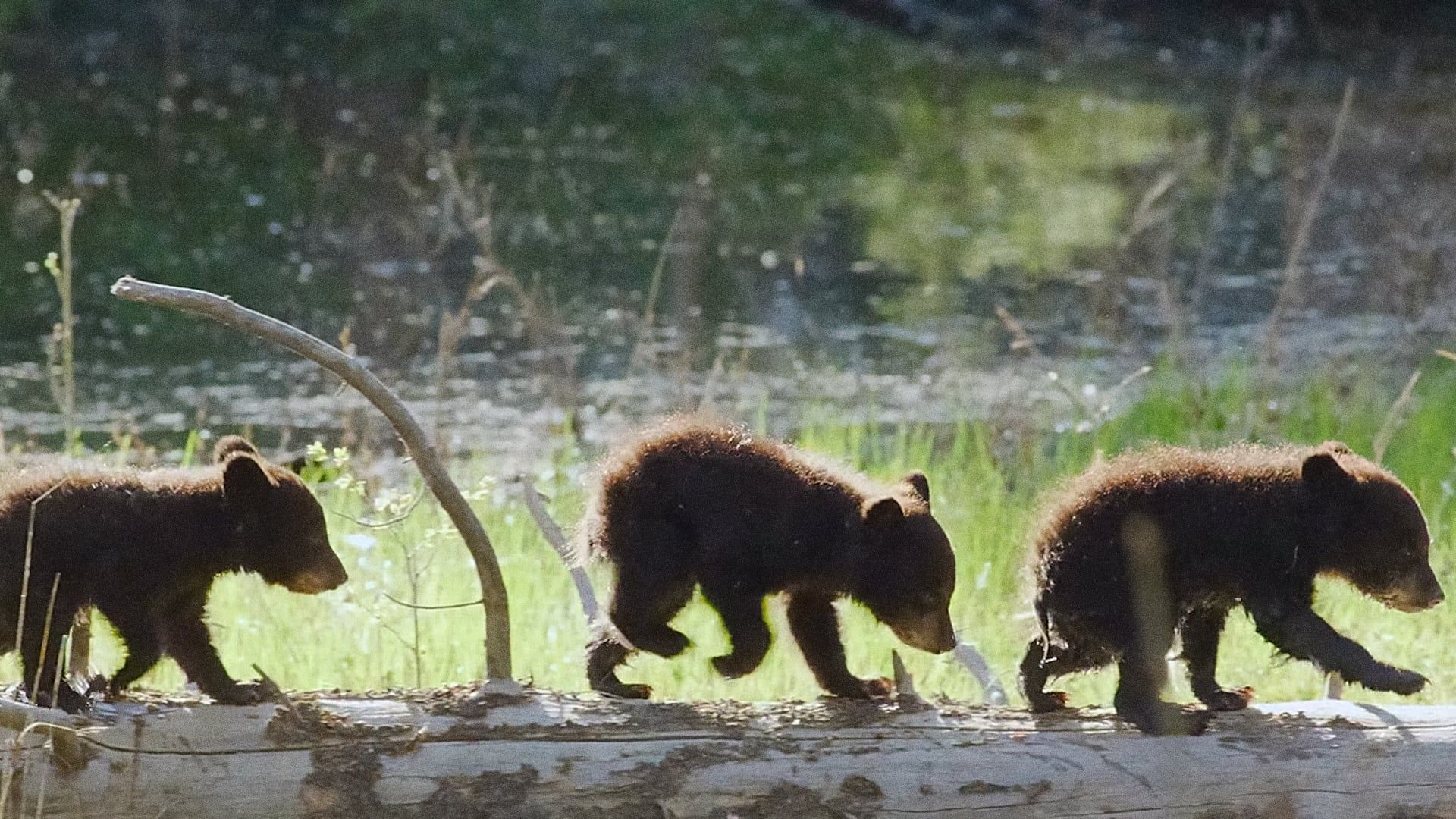 Mutual of Omaha's Wild Kingdom Protecting the Wild background