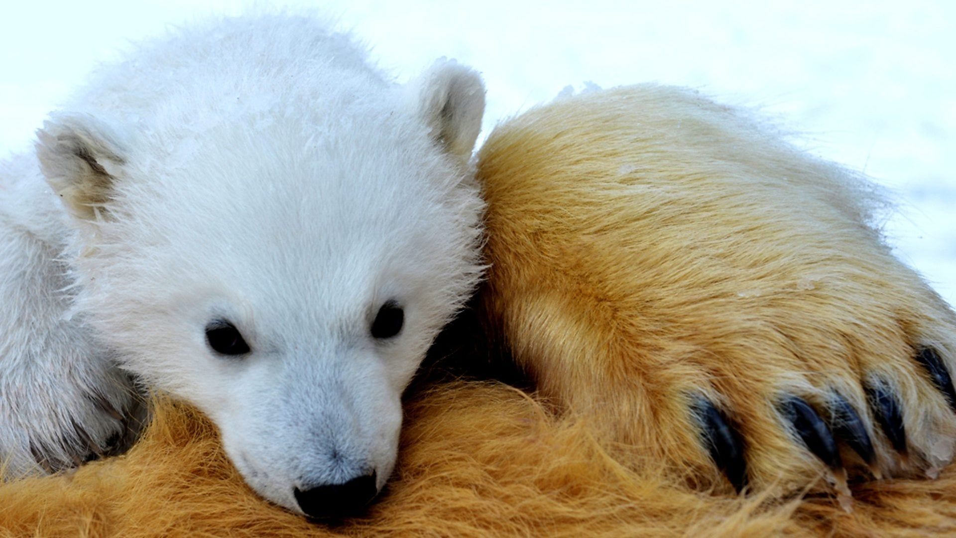 The Polar Bear Family and Me background