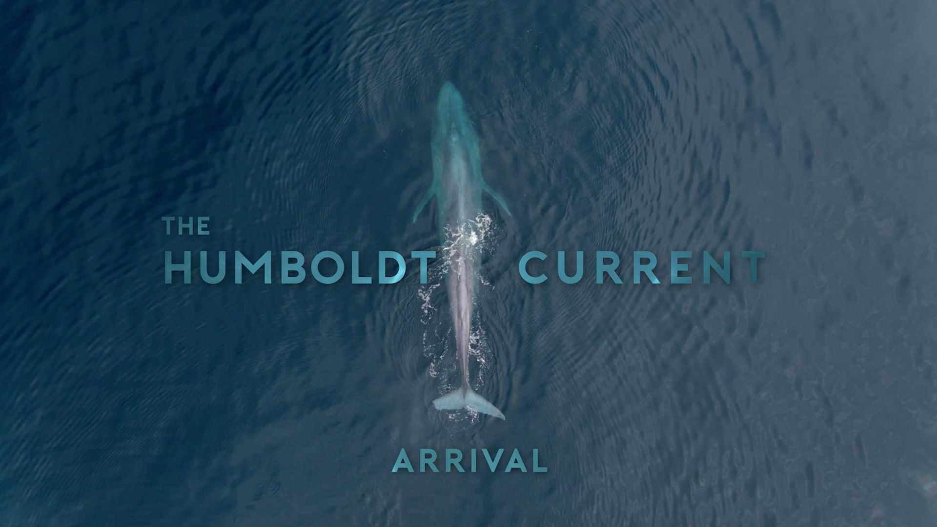 The Humboldt Current background