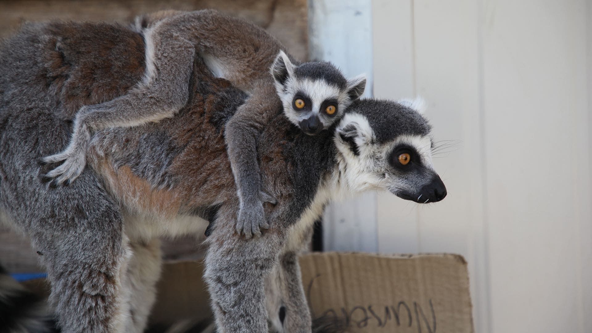 Secrets of the Zoo: Down Under background