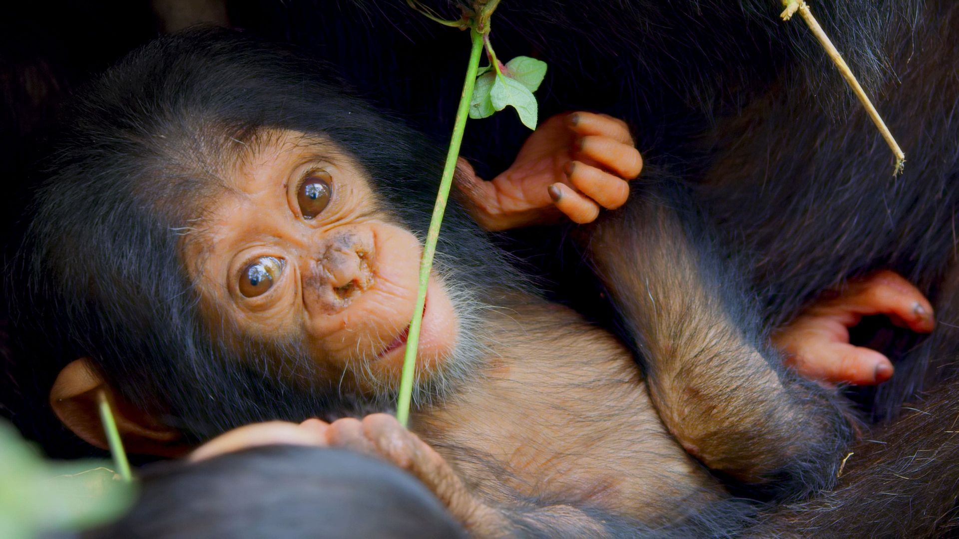 Growing Up Animal background