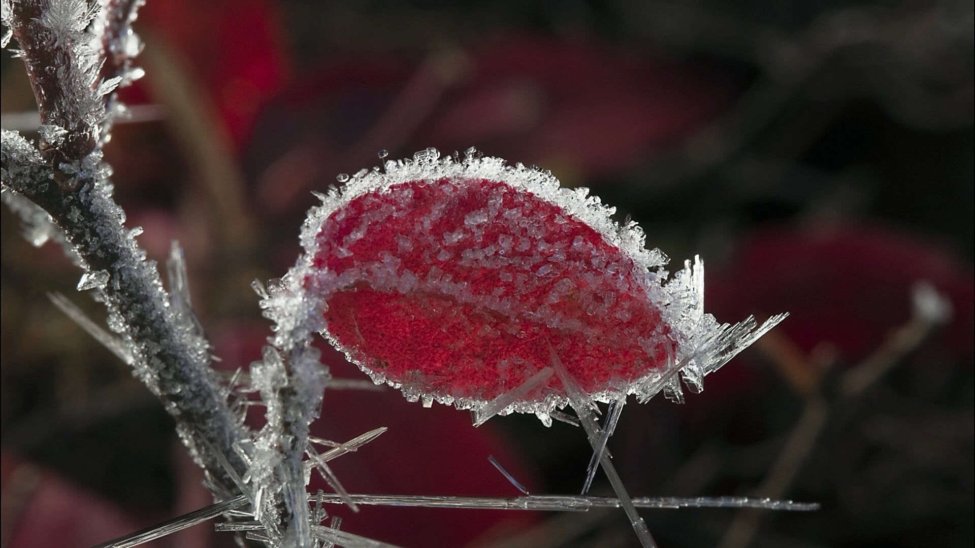 Frozen Planet background