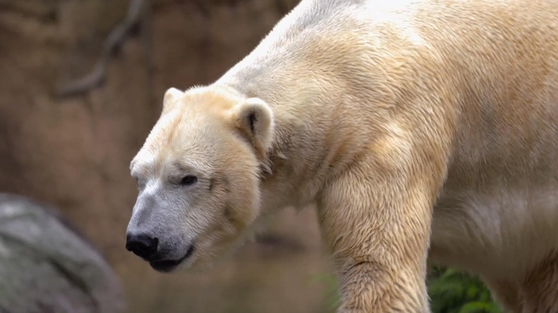 Secrets of the Zoo: North Carolina background