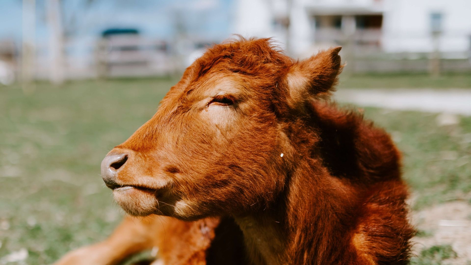 Saved by the Barn background