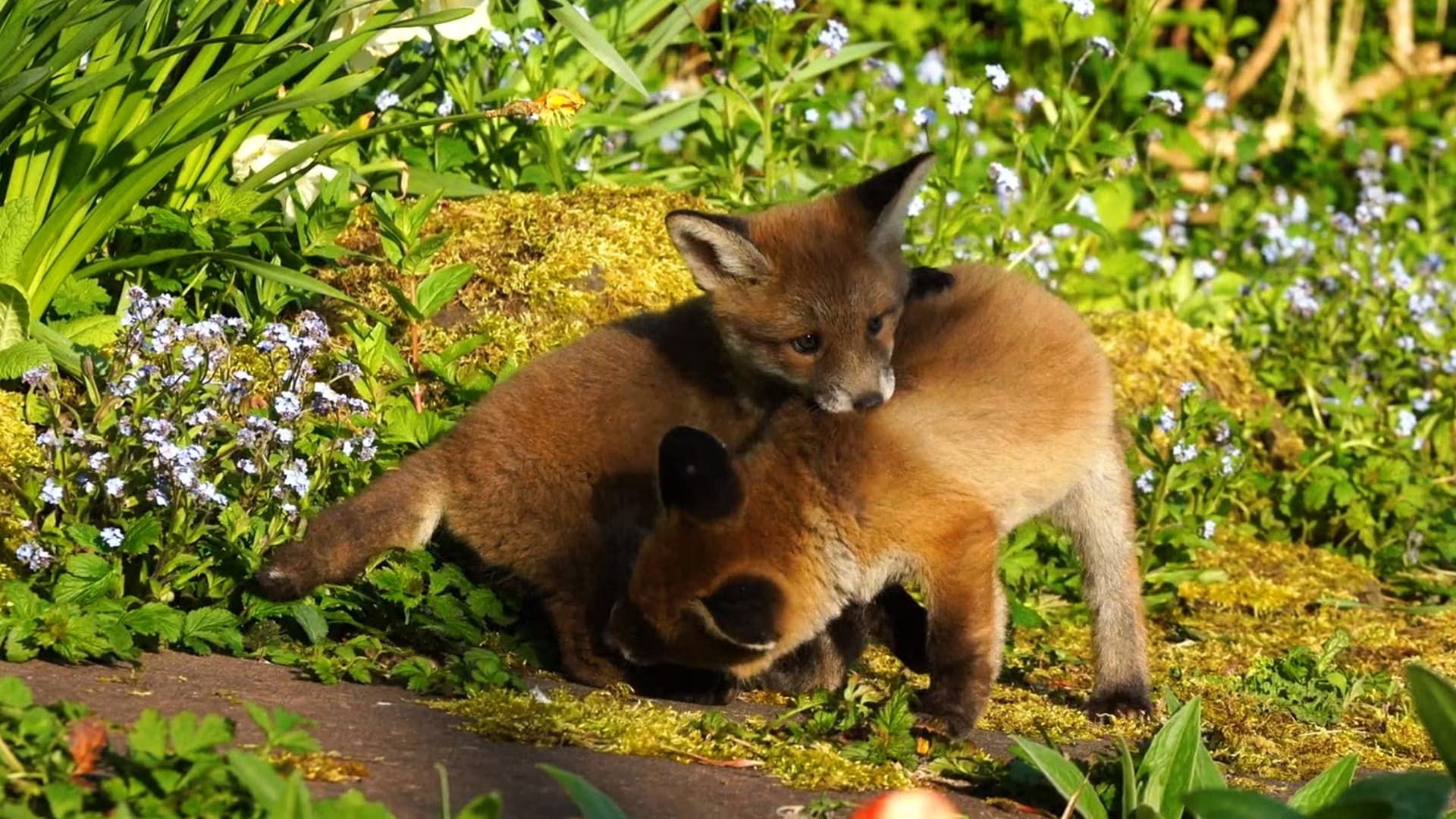 Mutual of Omaha's Wild Kingdom Protecting the Wild background