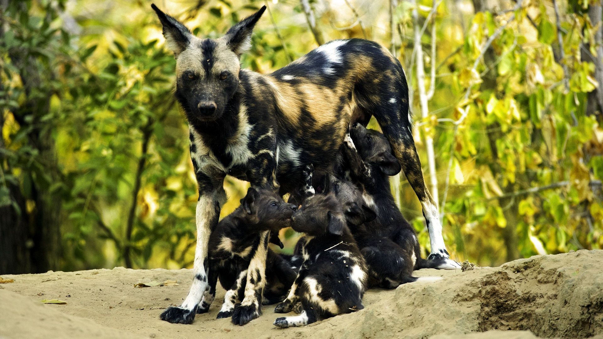 Growing Up Animal background