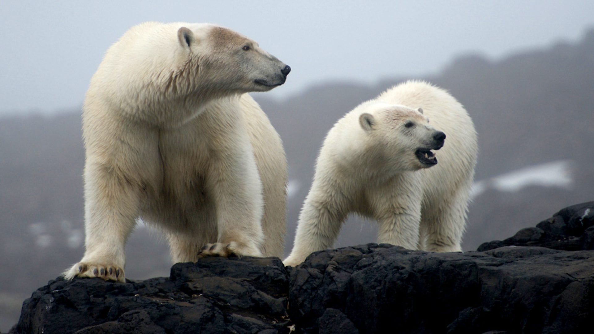 The Polar Bear Family and Me background