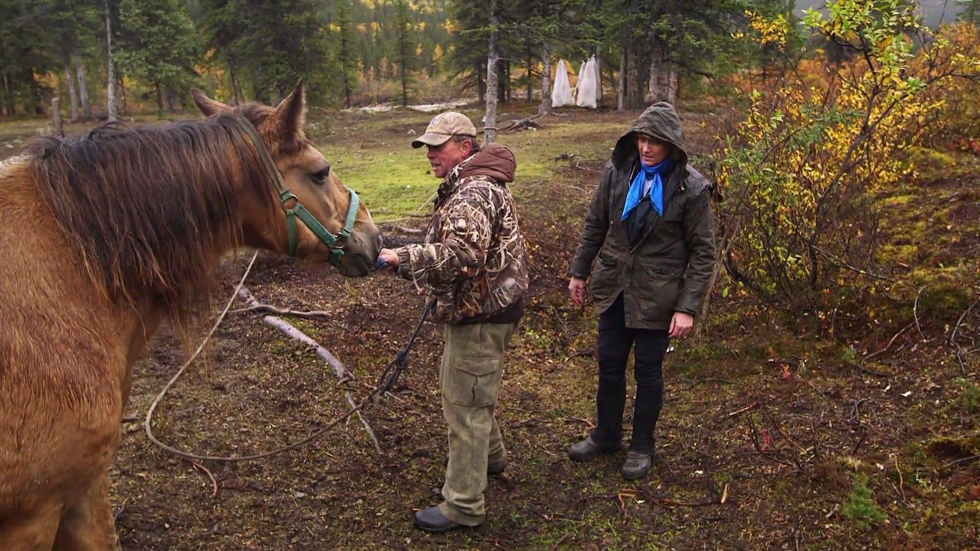 Dr. Dee: Alaska Vet background