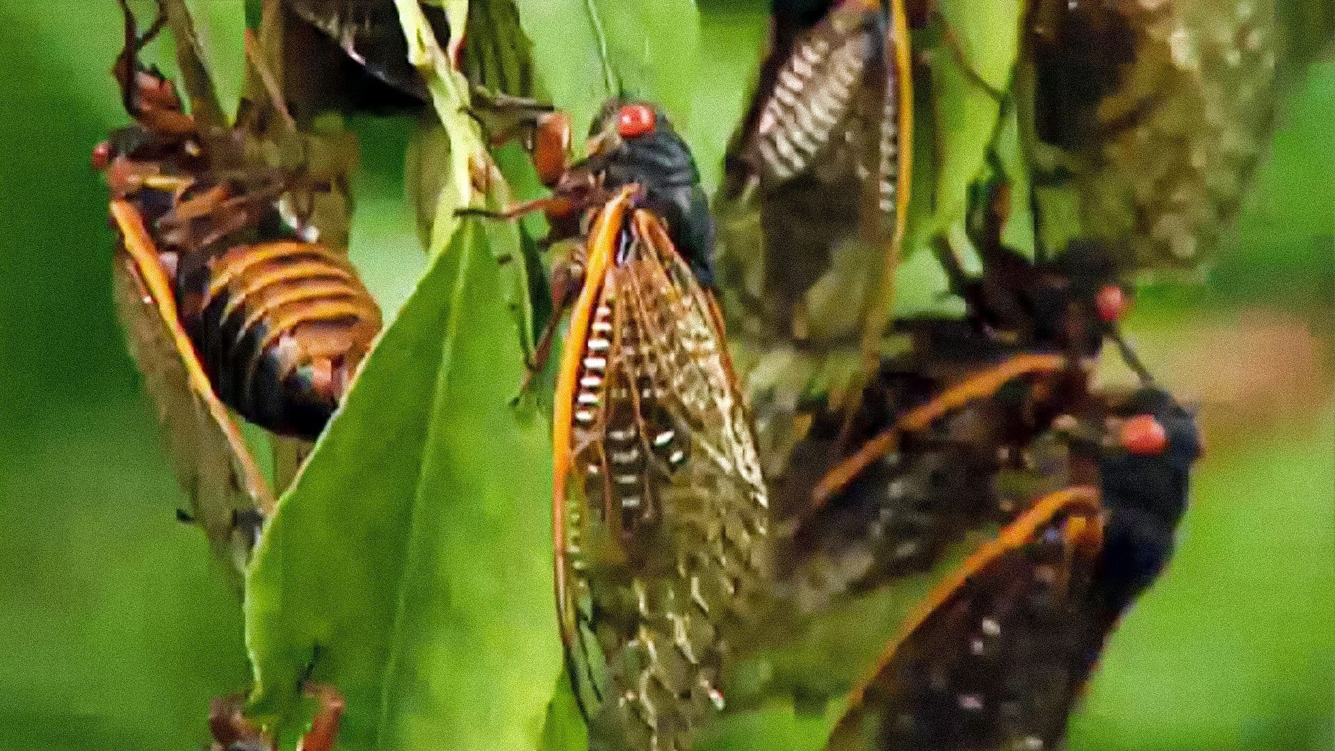 Life in the Undergrowth background