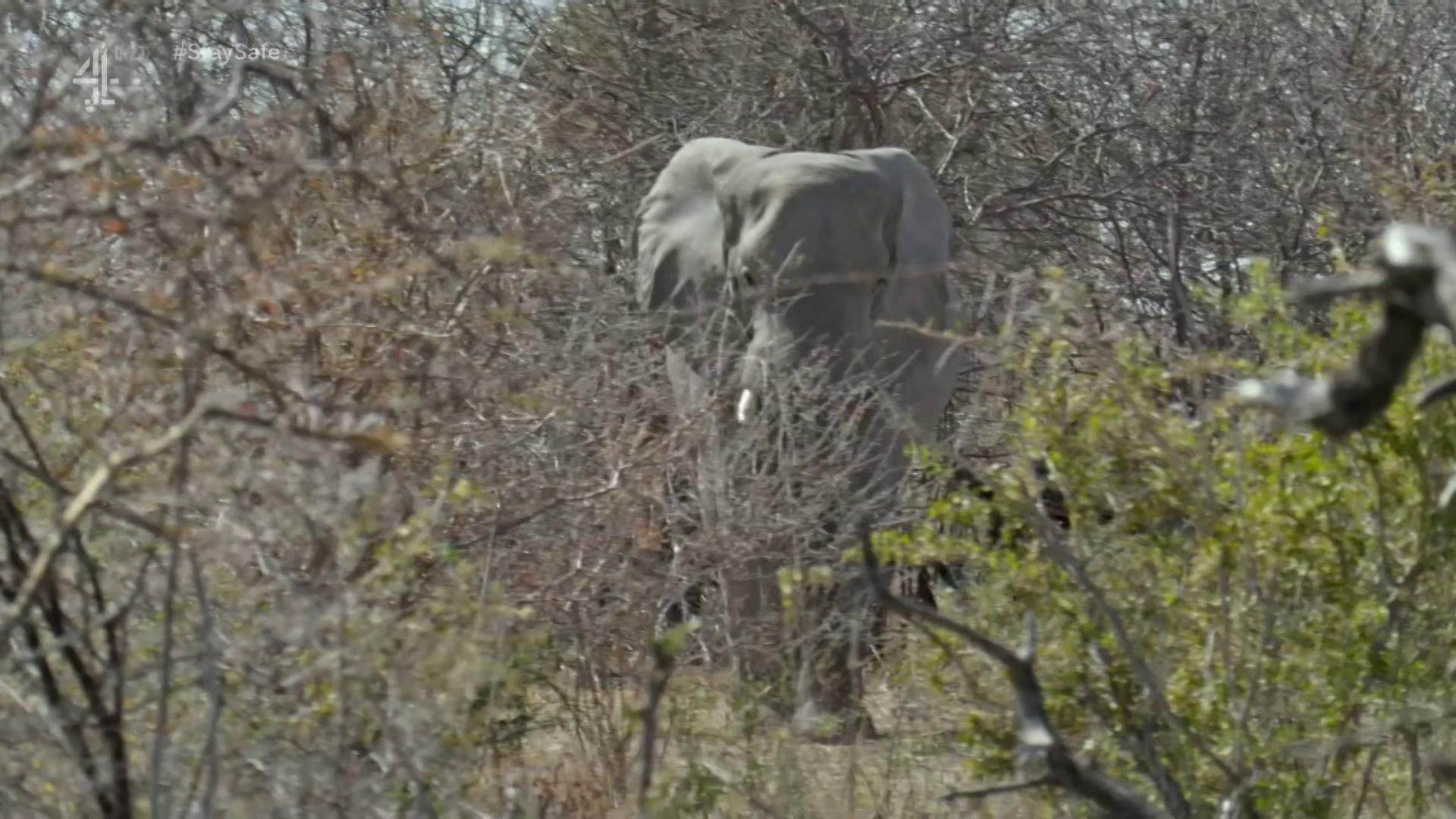 Walking with Elephants background