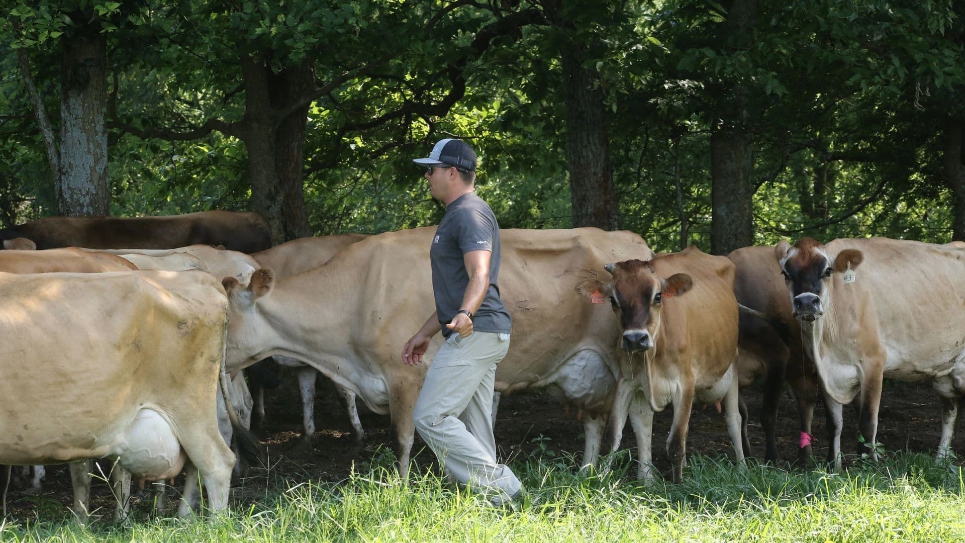 The Hatcher Family Dairy background