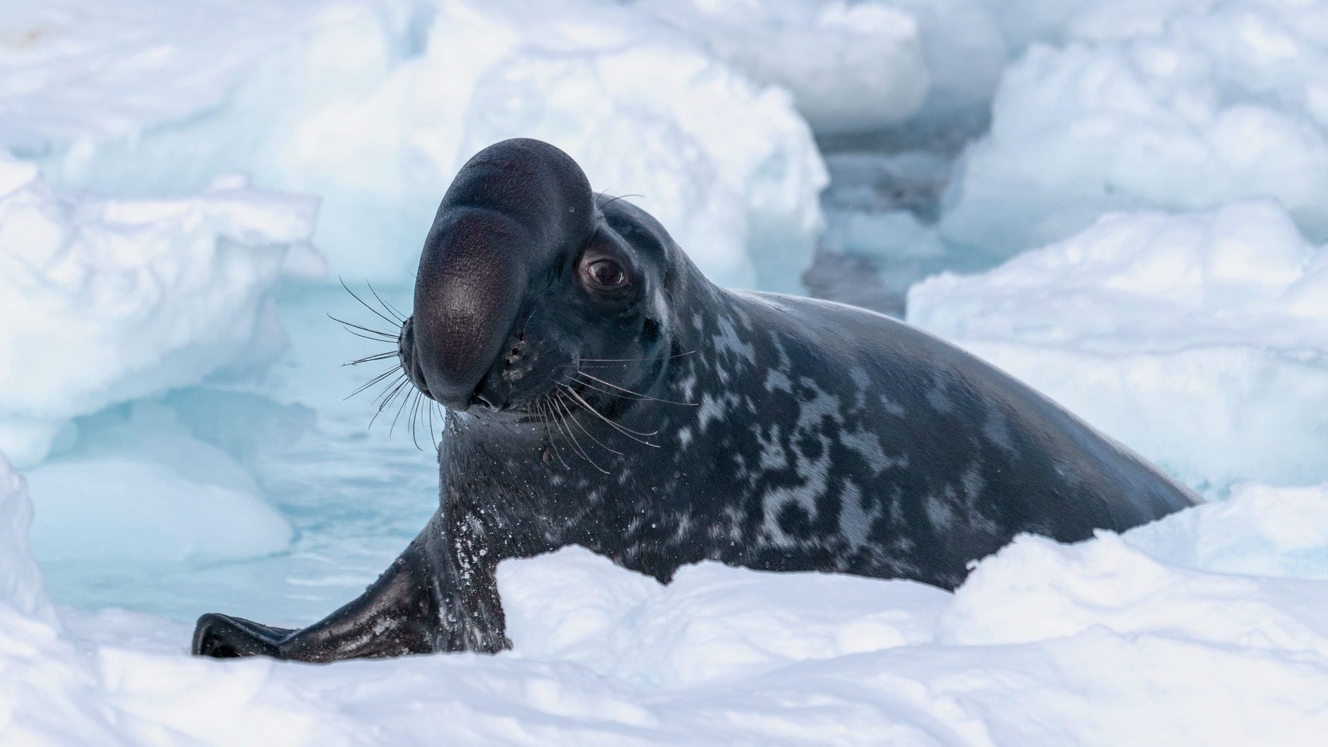 Frozen Planet II background