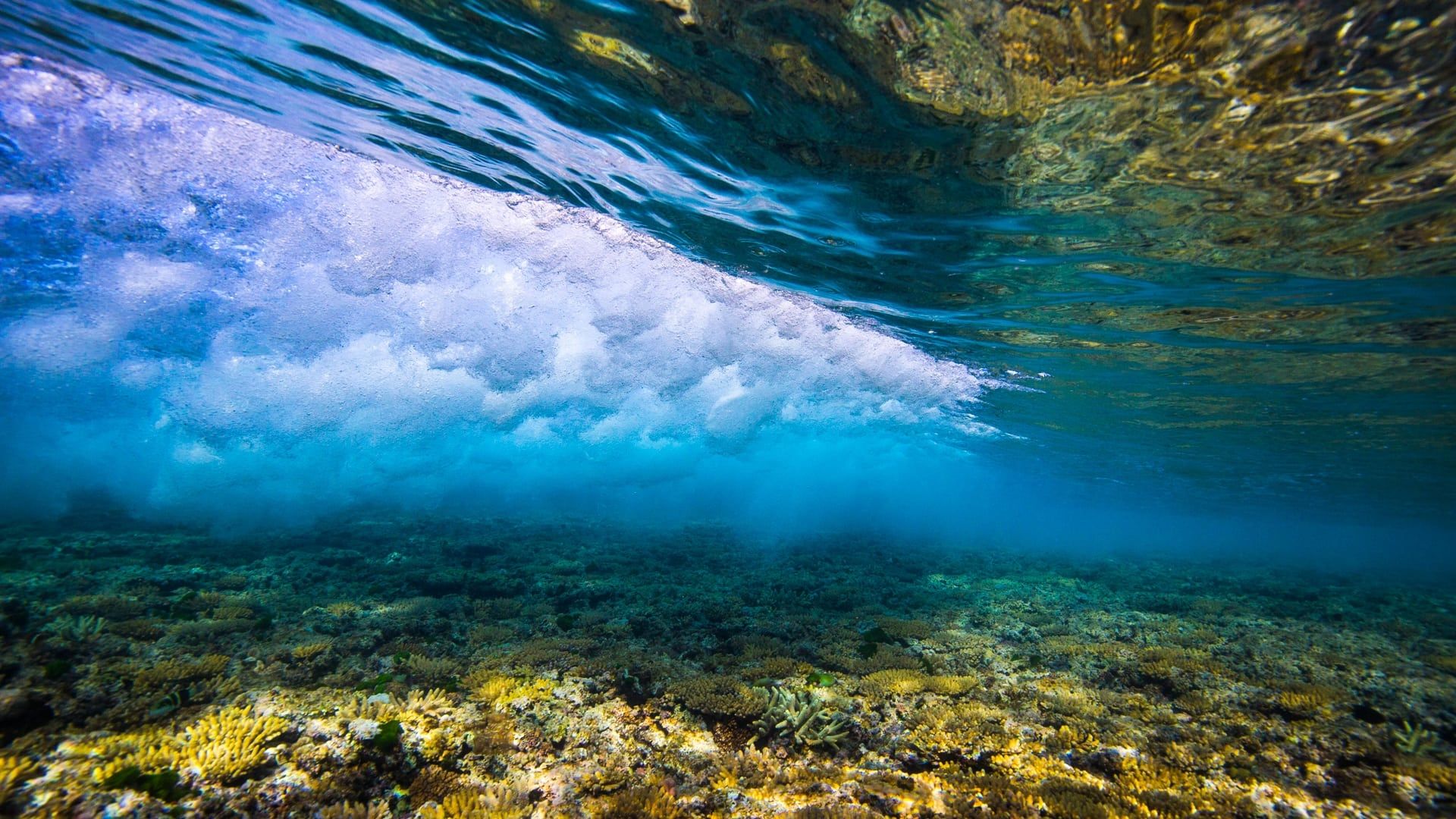 Great Barrier Reef with David Attenborough background