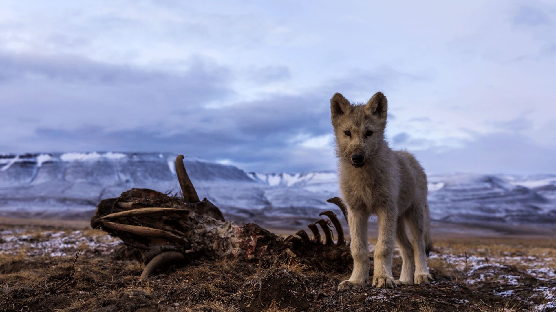 Kingdom of the White Wolf background