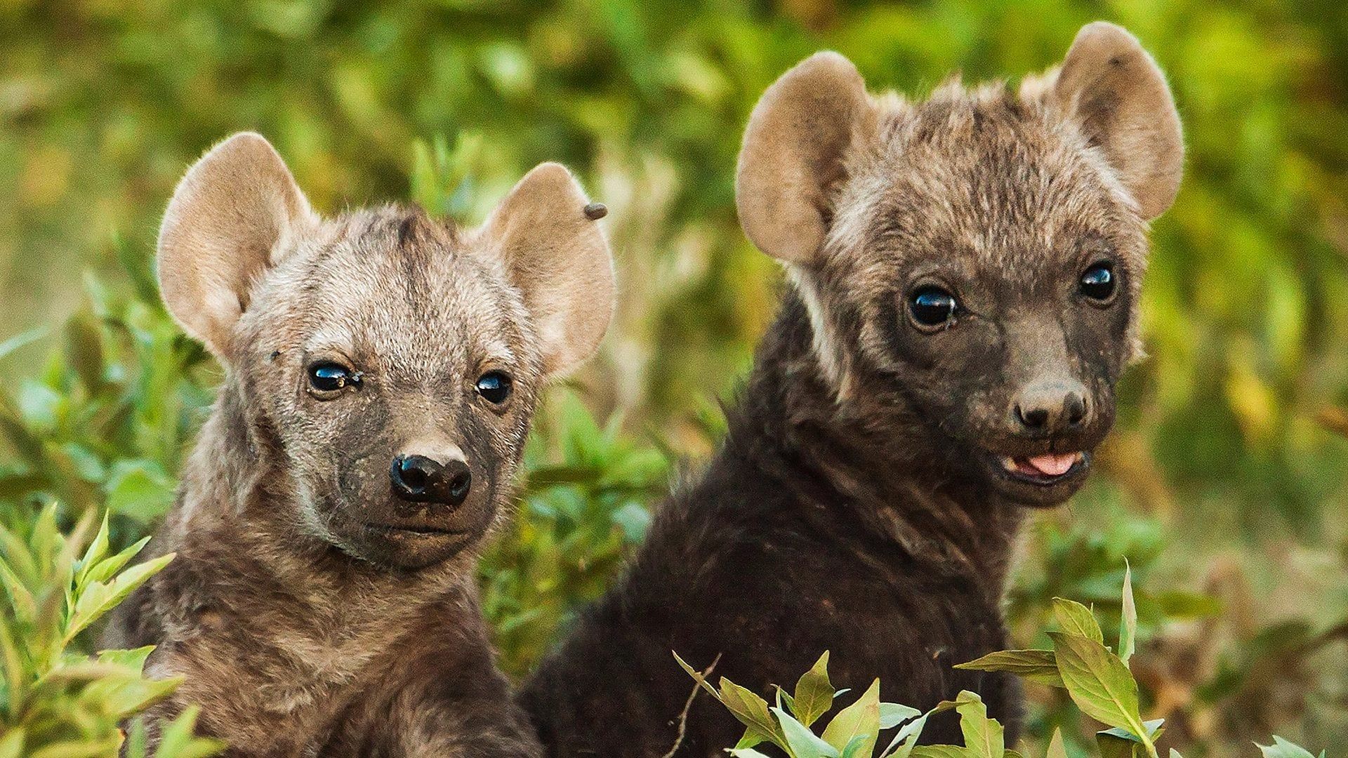 BBC Animals Behaving Badly background