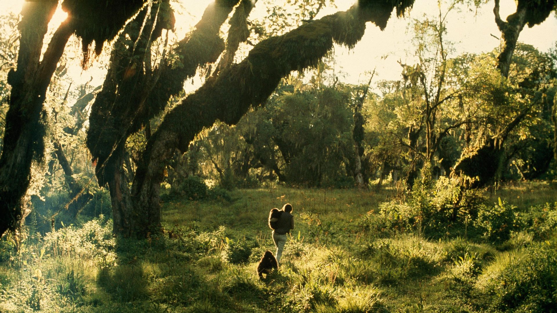 Dian Fossey: Secrets in the Mist background