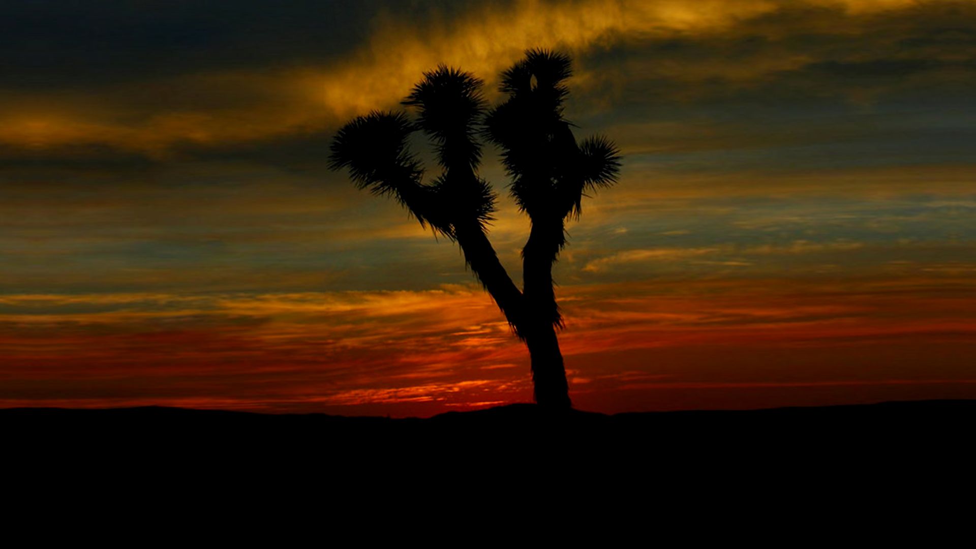 Joshua Tree background