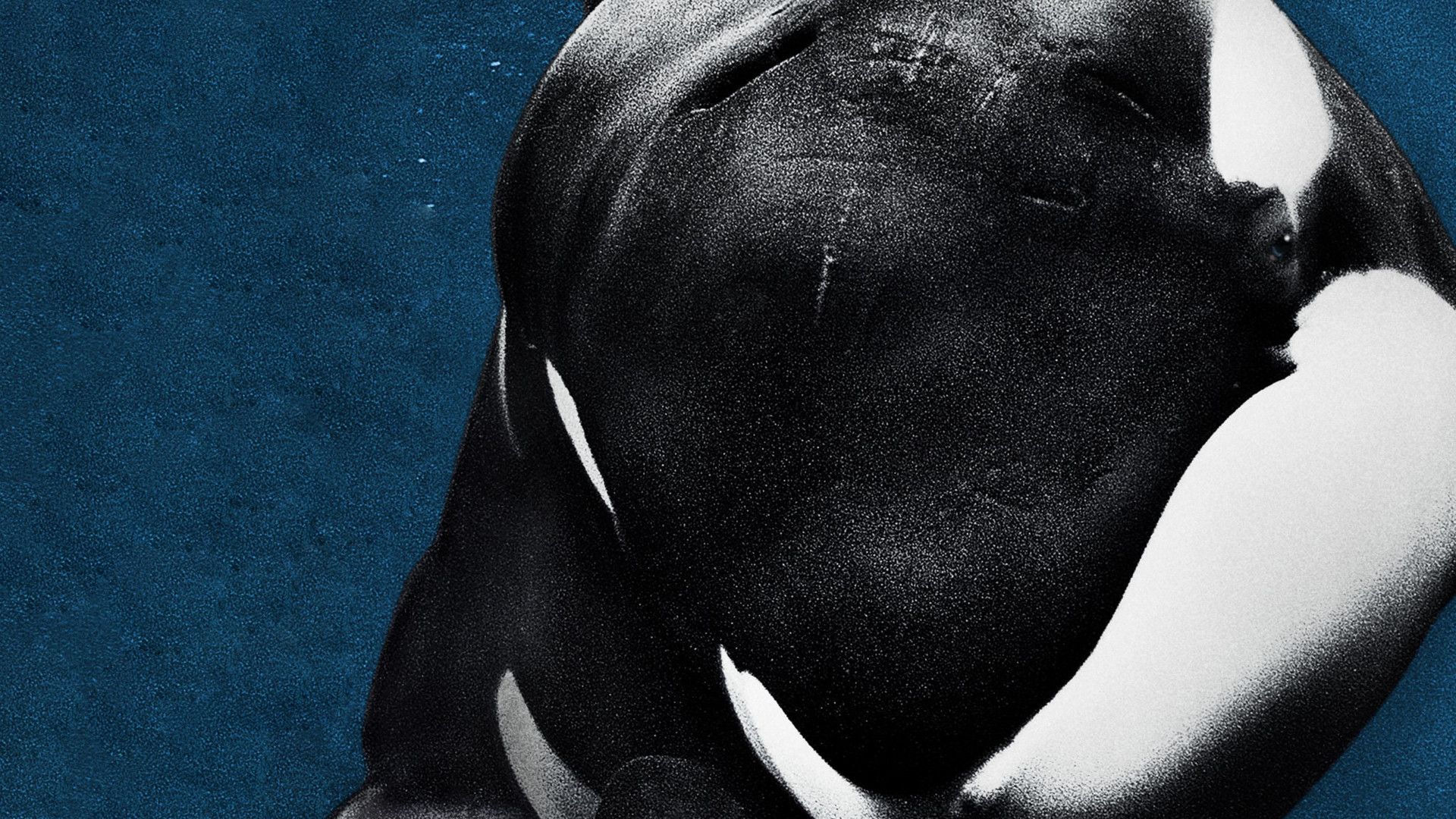 Blackfish background