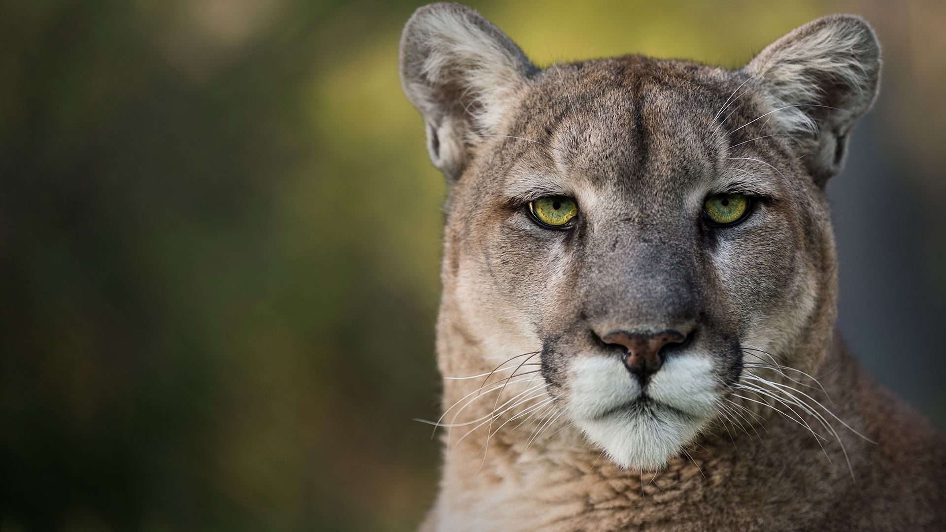 Deep in the Heart: A Texas Wildlife Story background