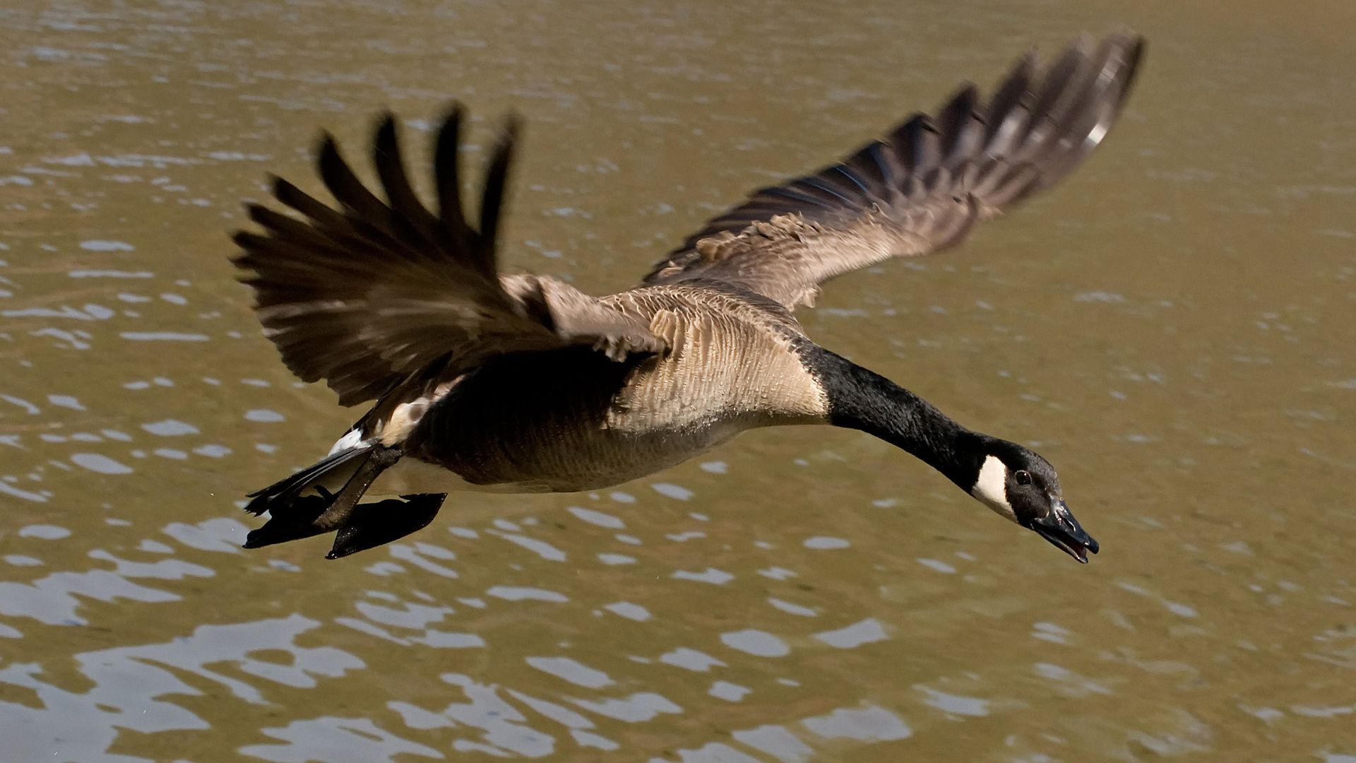 Winged Migration background