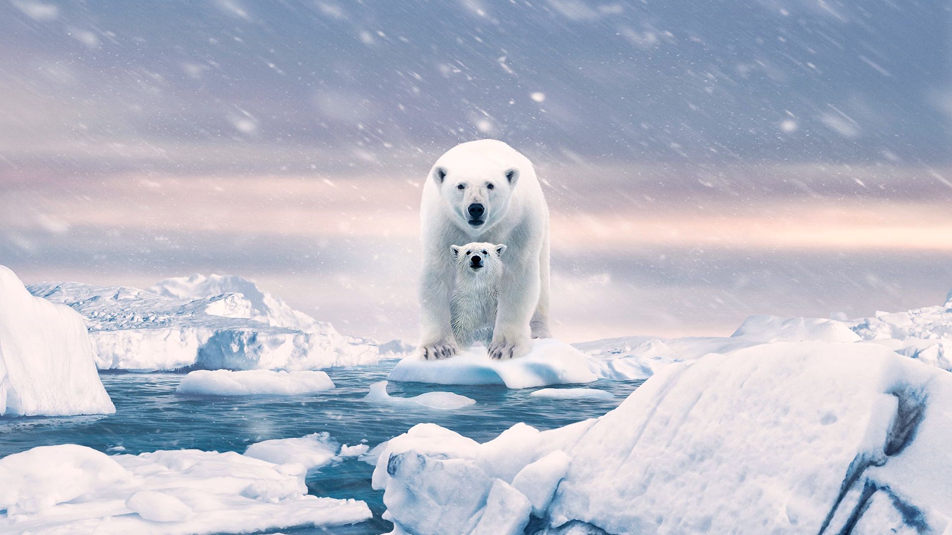 Polar Bear background