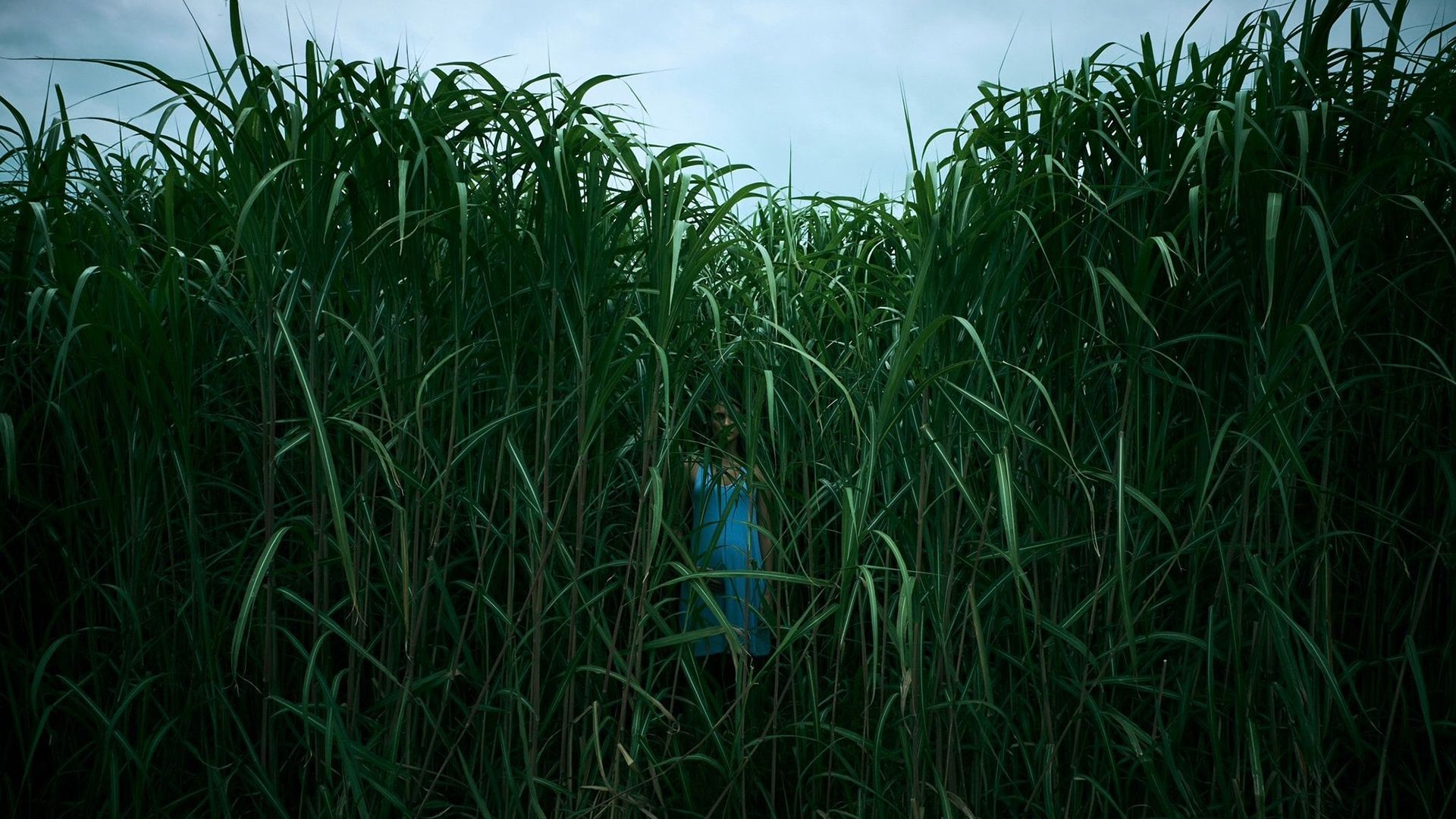 In the Tall Grass background