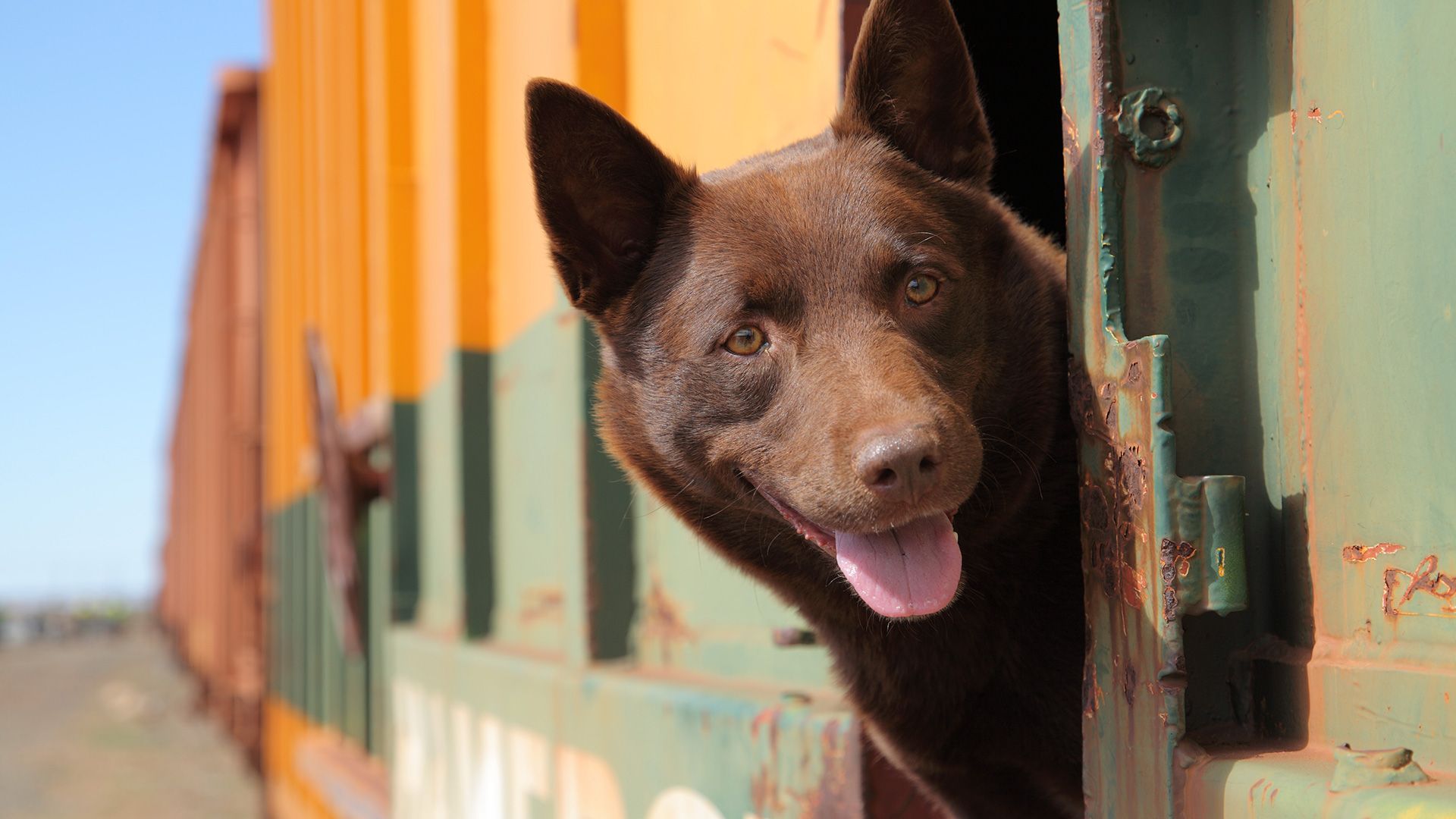 Red Dog background