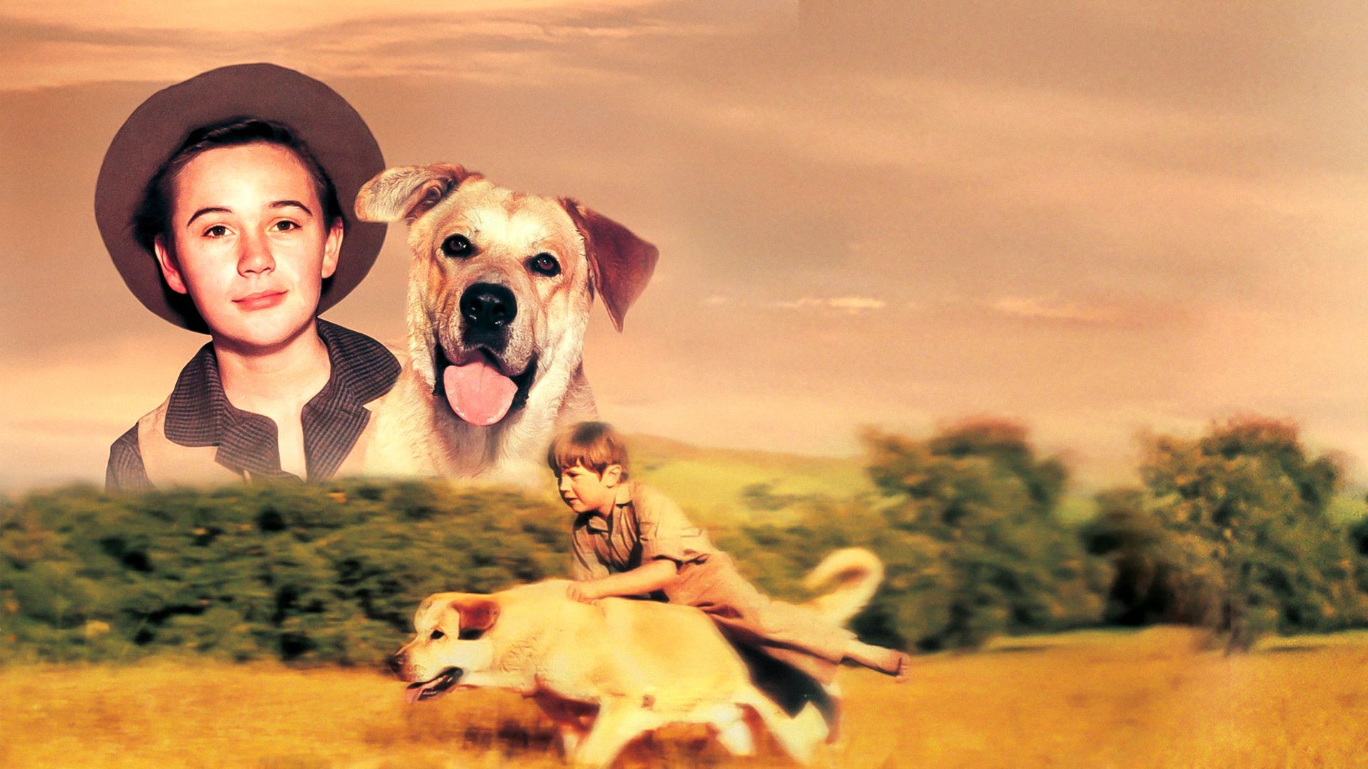 Old Yeller background