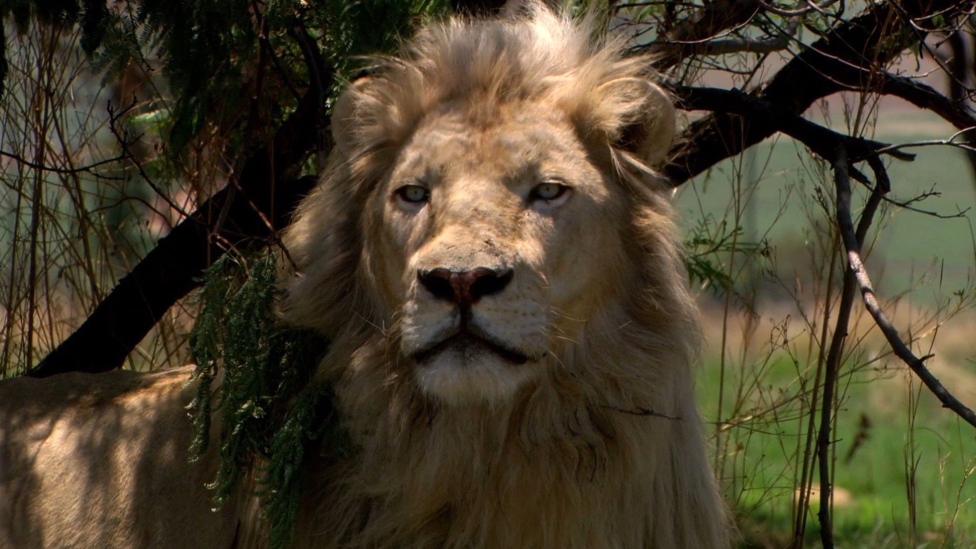 White Lion background